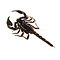 Heterometrus spinifer - Giant Forest Scorpion