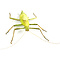 Heteropteryx dilatata - Stabheuschrecke