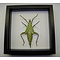 Heteropteryx dilatata - Stabheuschrecke