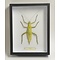 Heteropteryx dilatata - Stabheuschrecke