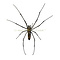 Nephila pilipes