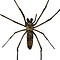 Nephila pilipes