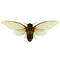 Pomponia imperatoria - keizerin cicade