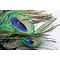 Peacock feathers (per 10 ) ± 100 cm