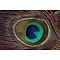 Peacock feathers (per 10 ) ± 100 cm