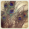 Peacock feathers (per 10 ) ± 100 cm