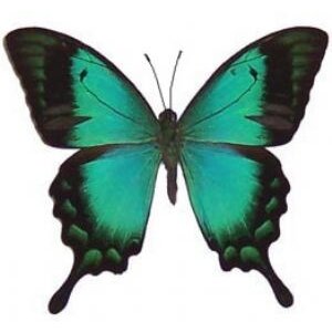 Papilio lorquinianus albertisi