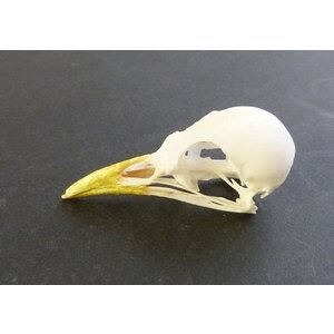 Skull small bird