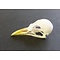 Skull small bird