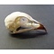 Skull small bird