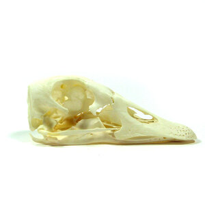 Skull goose