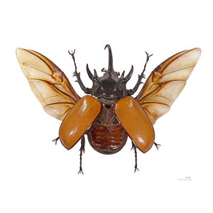 Eupatorus gracilicornis - Nashornkäfer fliegend