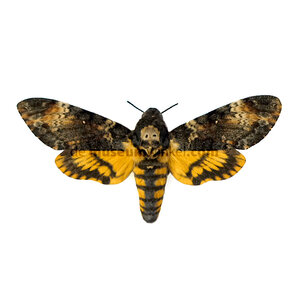 Acherontia atropos - large hawk moth