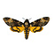 Acherontia atropos - doodshoofdvlinder