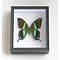 Insect box black 18x15 cm