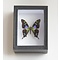 Zwarte insectendoos 9 cm x 12 cm