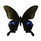 Papilio arcturus