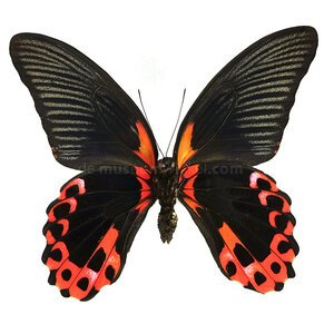 Papilio rumanzovia eubalia - unterseite