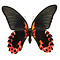 Papilio rumanzovia eubalia - downside
