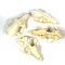 Fox skulls, incomplete (per 4)