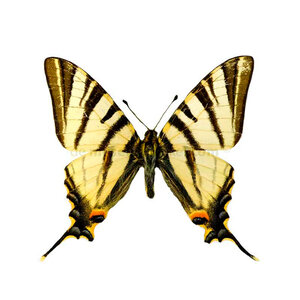 Iphiclides podalirius- Segelfalter