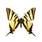 Iphiclides podalirius - scarce swallowtail