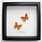 Mounted butterflies (2) in exclusive black wooden frame - Appias nero