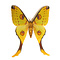 Argema mittrei - komeetstaartvlinder (vrouw)
