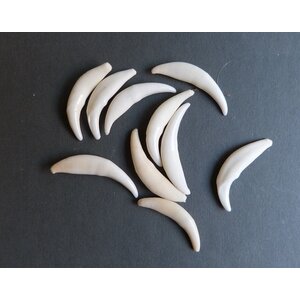 Canine teeth of a fox 10 pcs