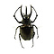 Chalcosoma caucasus