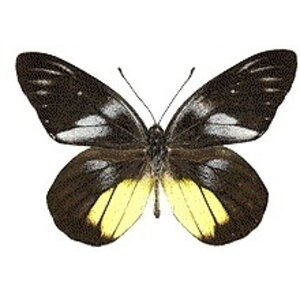 Delias henningia - upperside