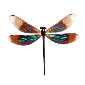 Euphaea refulgens - Dragonfly