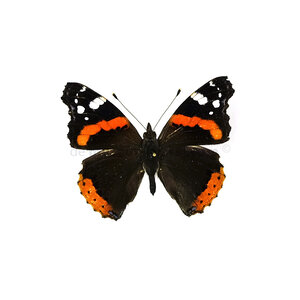 Vanessa atalanta - rote Admiral  - Kopfseite