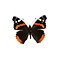 Vanessa atalanta - rote Admiral  - Kopfseite