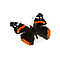 Vanessa atalanta - rote Admiral  - Kopfseite