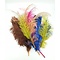 10x ostrich feathers in color