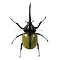 Dynastes hercules - Hercules beetle