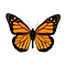 Danaus plexippus sp. - monarch butterfly