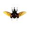 Xylotrupes gideon - fliegend