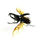 Xylotrupes gideon - fliegend