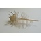 Murex pecten (M) - Venus crest