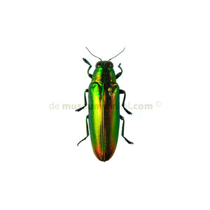 Chrysochroa aurora sulawesi