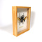 Insectendoos hout 23x30 cm