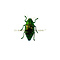 Polybothris sumptuosa sumptuosa - Jewel beetle donkergroen tot zwart