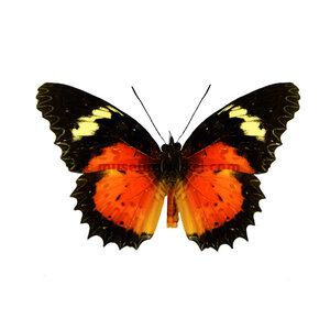 Cethosia hypsea hypsina - bovenkant