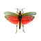 Phymateus saxosus - Heuschrecke