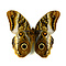 Caligo sp. - uiloog vlinder
