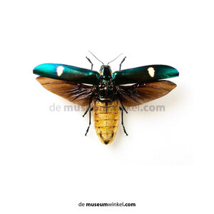 Megaloxantha nigricornis - vliegend