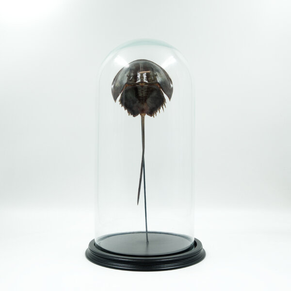 Horseshoe crab in a glass dome