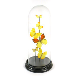 Glass dome with a variety of yellow mounted butterflies